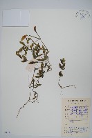 藏品(爵床、六角英)的圖片