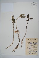 藏品(綠萼鳳仙花)的圖片