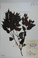 藏品(短梗冬青)的圖片