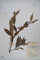 藏品(紅翅槭)的圖片