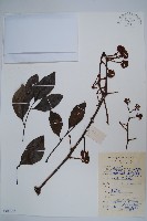 藏品(幌傘楓)的圖片