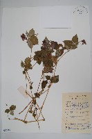 藏品(類鴨趾草鳳仙花)的圖片