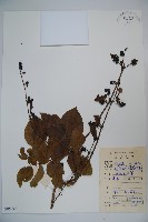 藏品(裡白忍冬、紅腺忍冬)的圖片