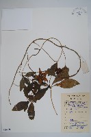 藏品(羊乳、四葉參)的圖片