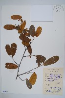 藏品(瓜馥木)的圖片