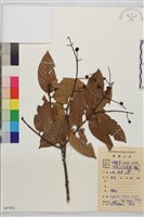 藏品(鉤狀雀梅藤, 巒大雀梅藤)的圖片