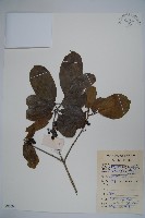 藏品(鐵冬青)的圖片