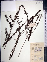 藏品(鐵掃帚、千里光)的圖片