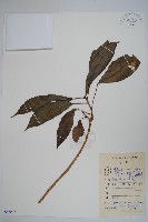 藏品(細梗樹參)的圖片