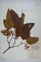 藏品(青榨槭)的圖片