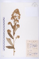 藏品(羊耳菊)的圖片