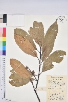 藏品(黧蒴栲)的圖片