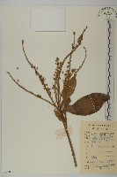 藏品(大葉山柳)的圖片