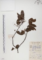 藏品(椆樹桑寄生, 大葉榿寄生)的圖片