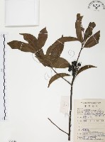 藏品(紅葉樹)的圖片