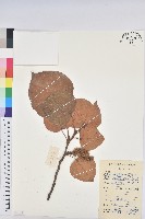 藏品(東南野桐)的圖片