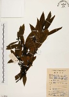 藏品(山胡椒)的圖片