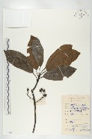 藏品(俄氏虎皮楠、蘭嶼虎皮楠、虎皮楠)的圖片