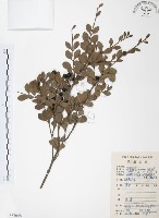 藏品(小葉赤楠)的圖片