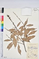 藏品(子彈石櫟)的圖片