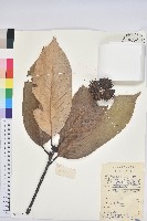 藏品(鉤栲)的圖片