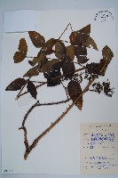 藏品(長刺蔥木)的圖片