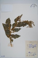 藏品(雁來紅、紅莧、老少年)的圖片