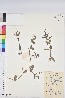 藏品(乳仔草)的圖片