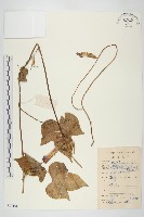 藏品(裂葉牽牛)的圖片