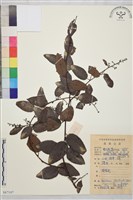 藏品(大黃鱔藤)的圖片