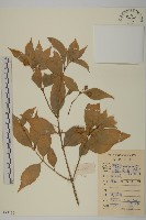 藏品(亮葉衛矛、中華衛矛)的圖片