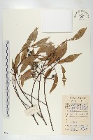 藏品(華杜英)的圖片