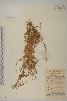 藏品(荷蓮豆)的圖片