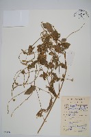 藏品(牛膝)的圖片