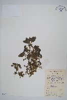 藏品(凹葉野莧菜)的圖片