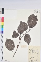 藏品(杜仲)的圖片