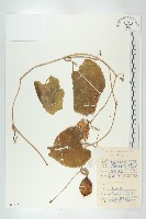 藏品(全緣括樓)的圖片