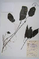 藏品(叉序草)的圖片