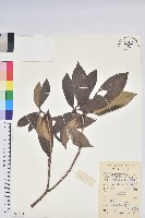 藏品(多花杜鵑)的圖片