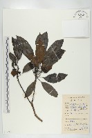 藏品(俄氏虎皮楠、蘭嶼虎皮楠、虎皮楠)的圖片