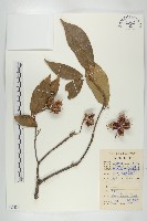 藏品(猴歡喜)的圖片