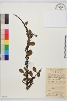 藏品(山綠柴)的圖片