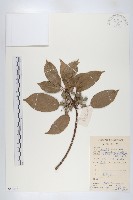 藏品(薯豆)的圖片