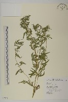 藏品(豬草、瘤果菊)的圖片