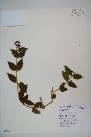 藏品(阿里山忍冬、漸尖葉忍冬)的圖片