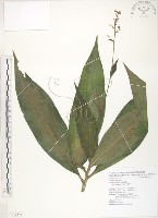 藏品(杜若)的圖片