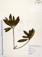 藏品(大明橘)的圖片