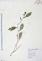 藏品(柚葉藤)的圖片