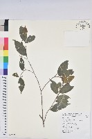 藏品(密花五月茶)的圖片