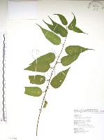 藏品(銳葉山黃麻)的圖片